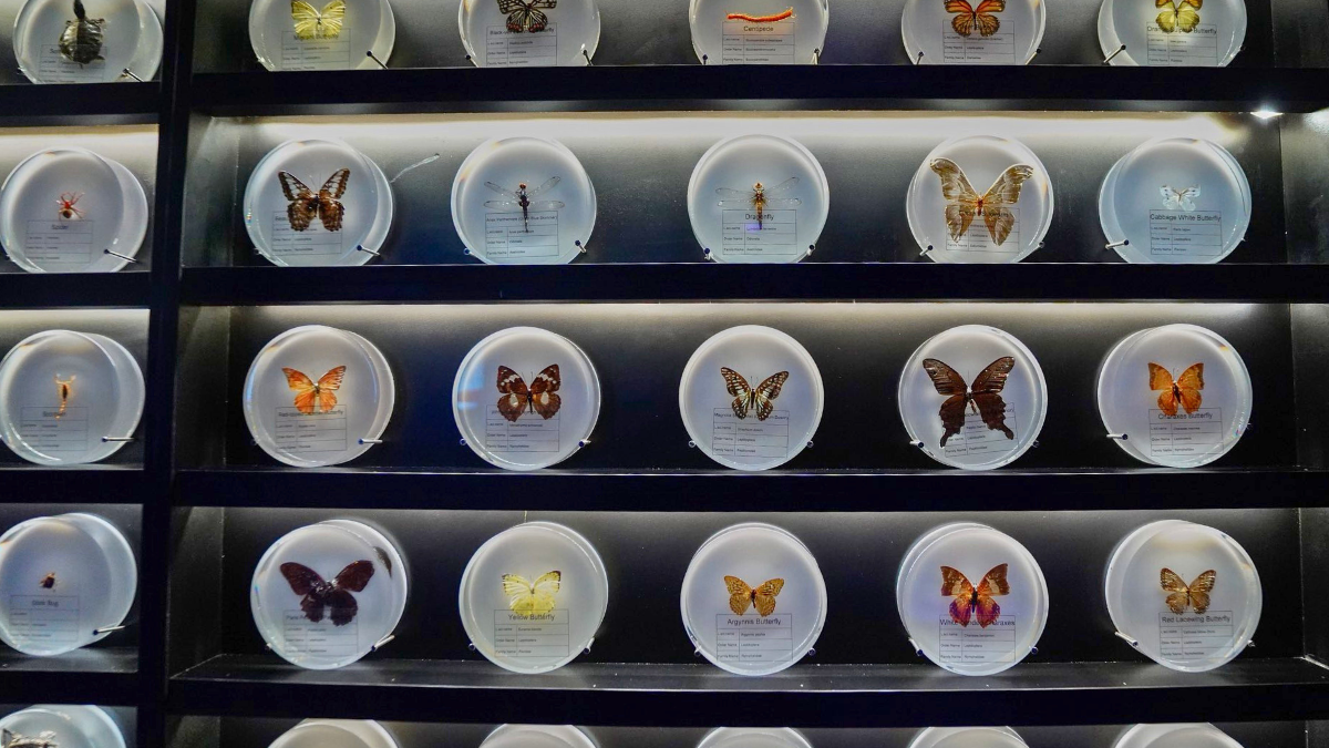 MindSpark Museum